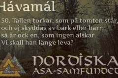 havamal-vers50