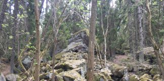 Hallsten Ulvhuva del2