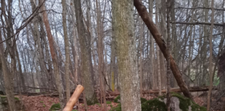 Utförda Blot 2024: Blotlag Sleipner höll Alvablot 16 November 2024 Utförda Blot 2024: Blotlag Sleipner höll Alvablot 16 November 2024