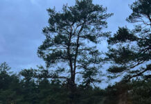 Blóts performed 2025: Blót Kindred Ymer held Álfablót on November 1, 2025 Blóts performed 2025: Blót Kindred Ymer held Álfablót on November 1, 2025