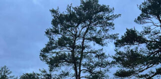 Utförda Blot 2025: Blotlaget Ymer höll Alvablot 1 November 2025 Utförda Blot 2025: Blotlaget Ymer höll Alvablot 1 November 2025